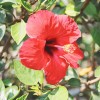 Chá de Hibisco