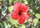 Chá de Hibisco