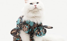 Gatinhos Fashionistas