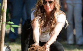 Gisele Planta Àrvore