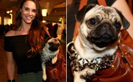 Pug Fashionista